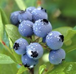 blueberries_01.jpg